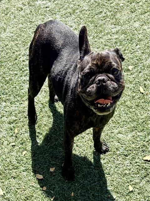 Photo of Chanel, adoptable French Bulldog in Salinas, California