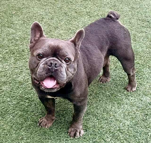 Photo of Canelo, adoptable French Bulldog in Salinas, California
