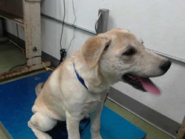 Photo of Senior Labrador Retriever, adoptable Labrador Retriever in Devore, California