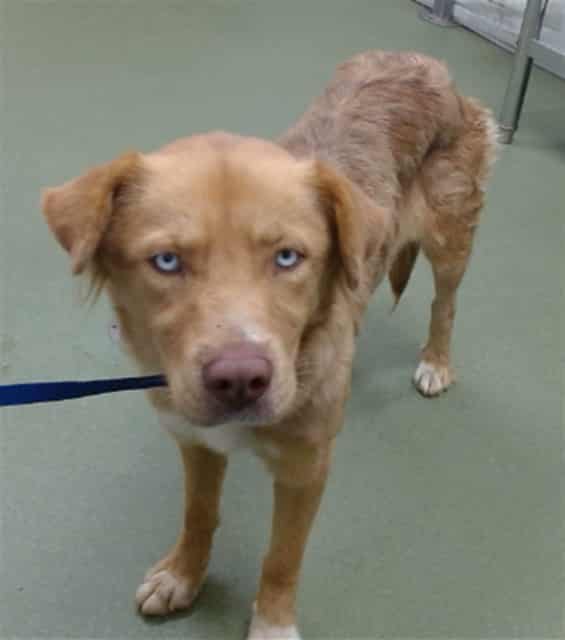Photo of Senior Australian Shepherd mix, adoptable Australian Shepherd mix in Devore, California