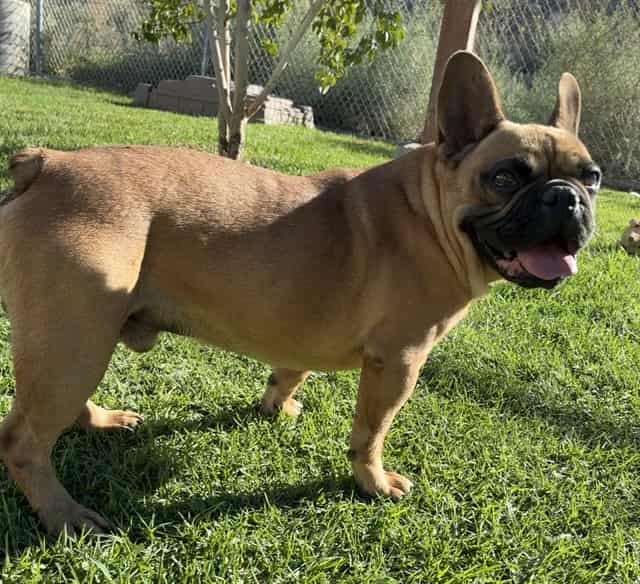 Photo of Senior French Bulldog, adoptable French Bulldog in Devore, California