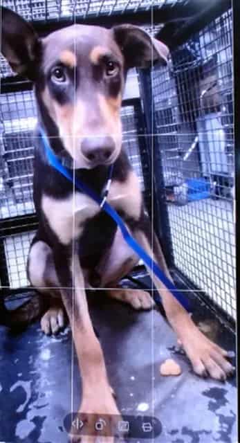 Photo of Senior Doberman Pinscher, adoptable Doberman Pinscher in Devore, California