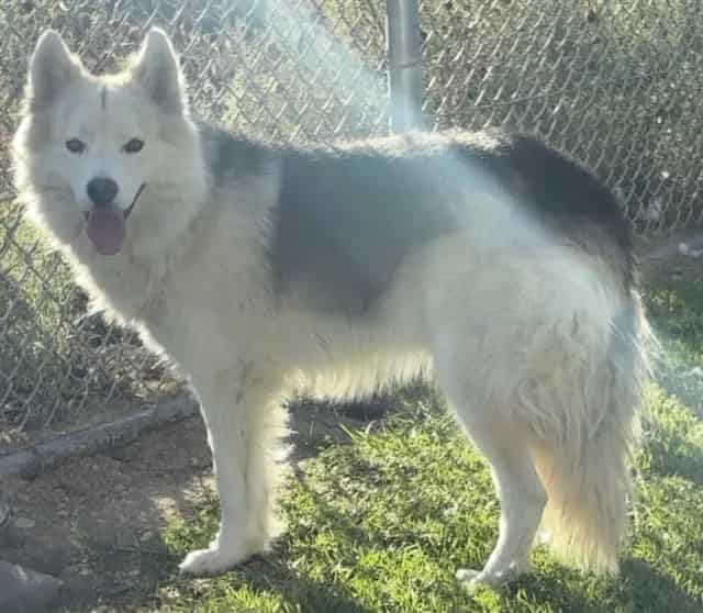 Photo of Senior Husky mix, adoptable Husky mix in Devore, California