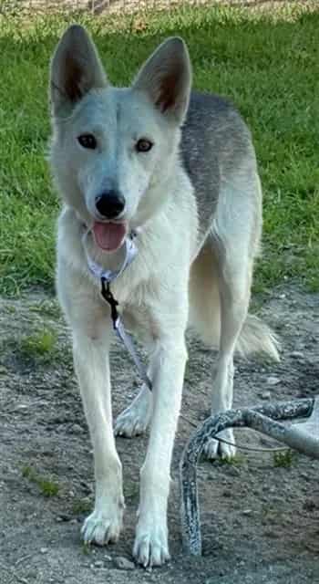 Photo of Senior Husky mix, adoptable Husky mix in Devore, California