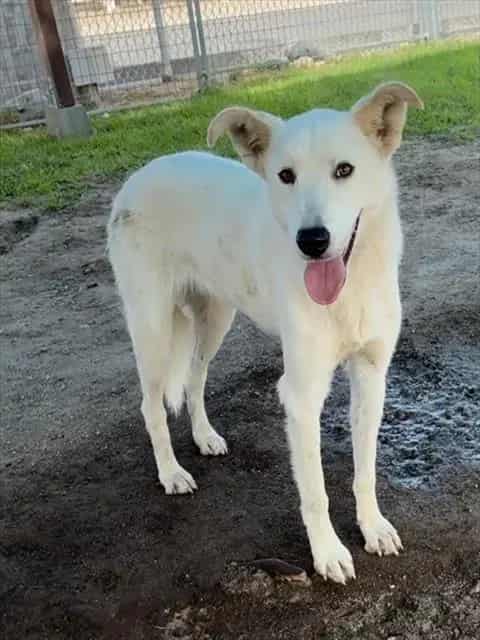 Photo of Senior Australian Shepherd mix, adoptable Australian Shepherd mix in Devore, California