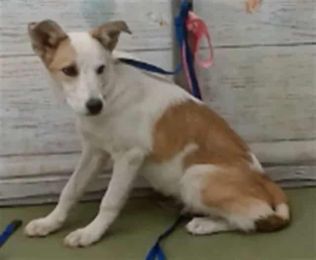 Photo of Senior Australian Shepherd mix, adoptable Australian Shepherd mix in Devore, California