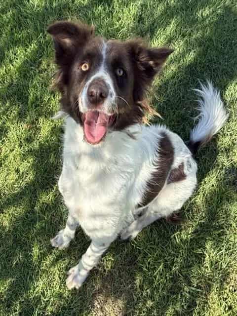 Photo of Senior Border Collie, adoptable Border Collie in Devore, California
