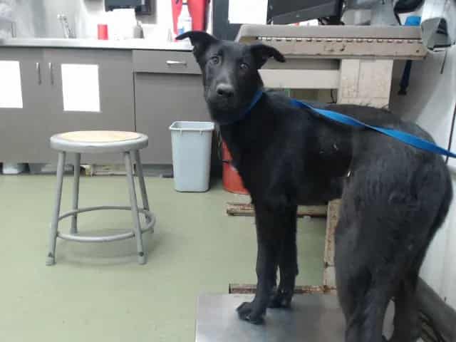 Photo of Senior Labrador Retriever mix, adoptable Labrador Retriever mix in Devore, California