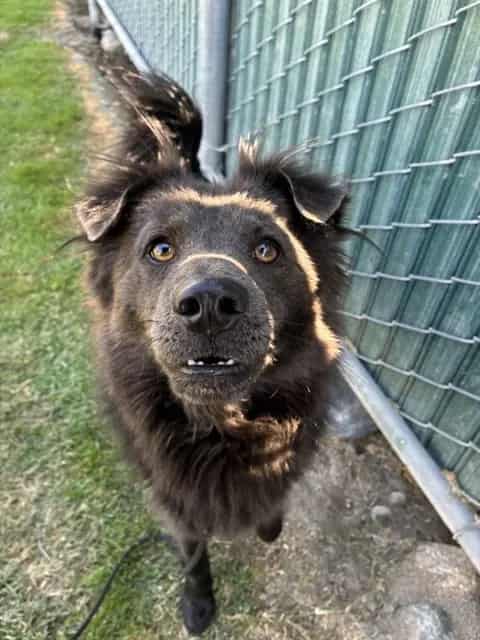 Photo of Senior Chow Chow mix, adoptable Chow Chow mix in Devore, California