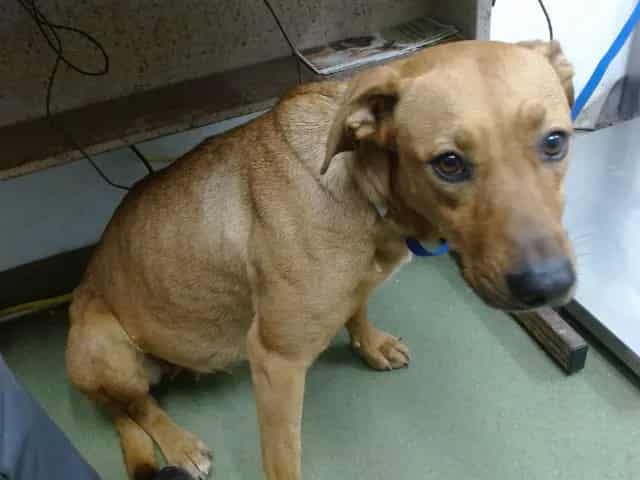 Photo of Senior Labrador Retriever, adoptable Labrador Retriever in Devore, California