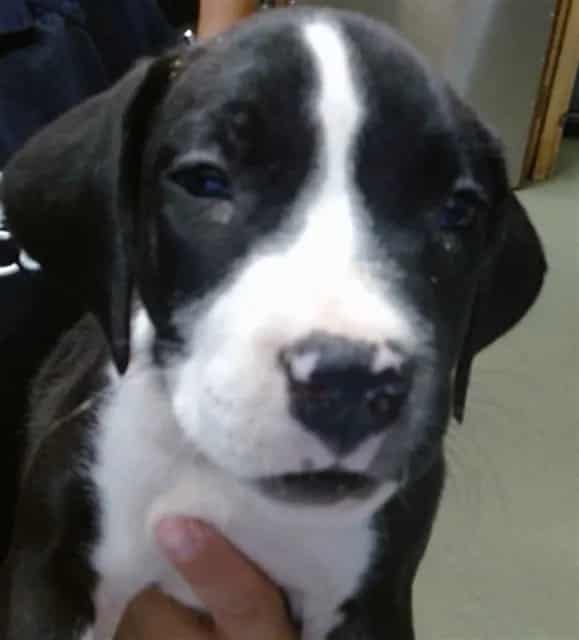 Photo of Senior Pit Bull Terrier, adoptable Pit Bull Terrier in Devore, California