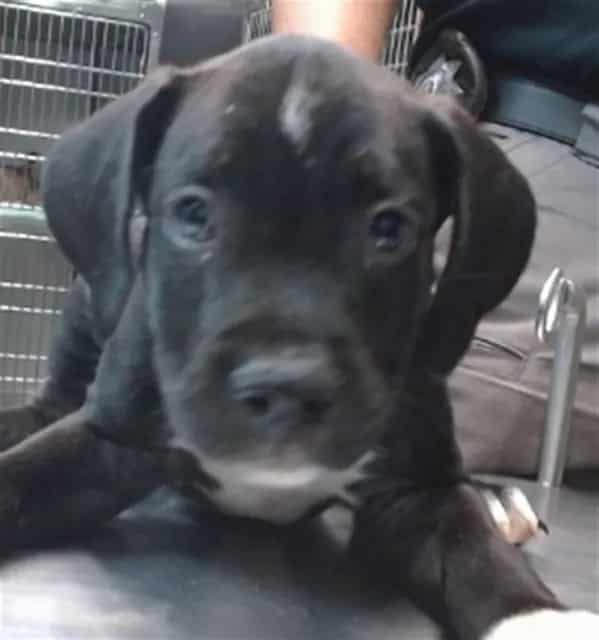 Photo of Senior Pit Bull Terrier, adoptable Pit Bull Terrier in Devore, California