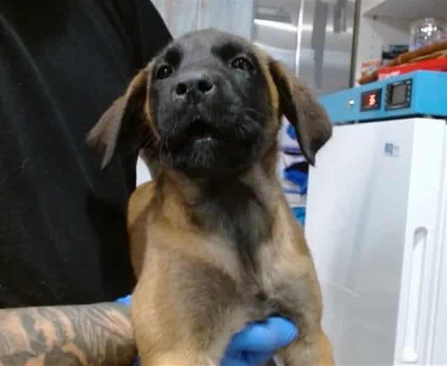 Photo of Senior Belgian Malinois, adoptable Belgian Malinois in Devore, California