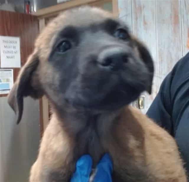 Photo of Senior Belgian Malinois, adoptable Belgian Malinois in Devore, California