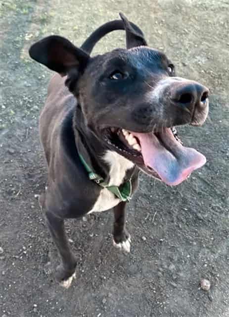 Photo of Senior Labrador Retriever mix, adoptable Labrador Retriever mix in Devore, California