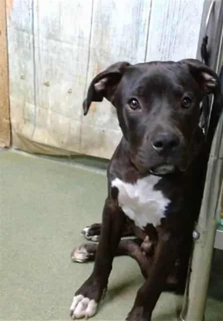 Photo of Senior Pit Bull Terrier mix, adoptable Pit Bull Terrier mix in Devore, California