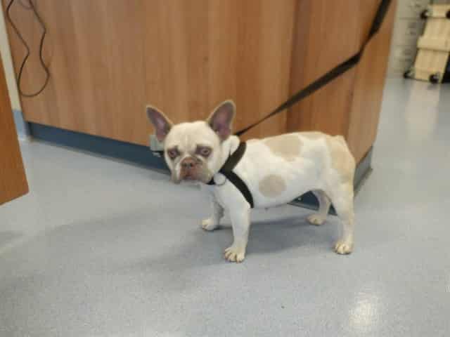Photo of Senior French Bulldog, adoptable French Bulldog in San José, California