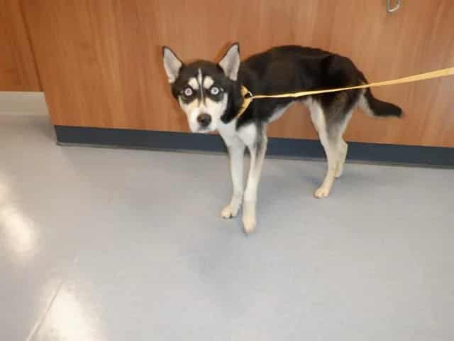Photo of Senior Alaskan Klee Kai, adoptable Alaskan Klee Kai in San José, California