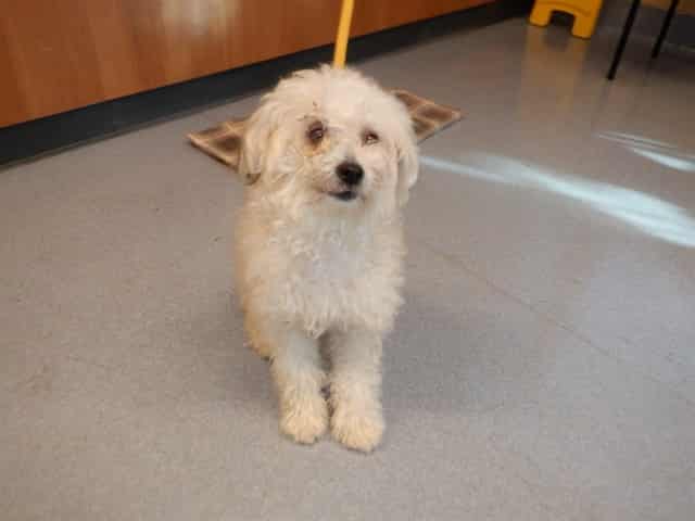 Photo of Senior Maltese and Poodle - Miniature, adoptable Maltese and Poodle - Miniature in San José, California