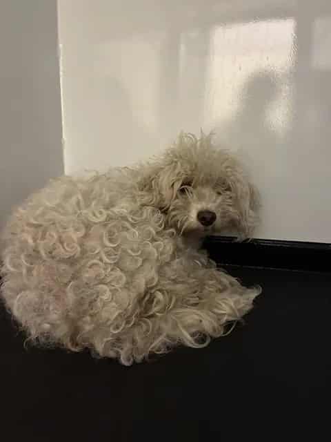 Photo of China, adoptable Poodle - Miniature in San José, California