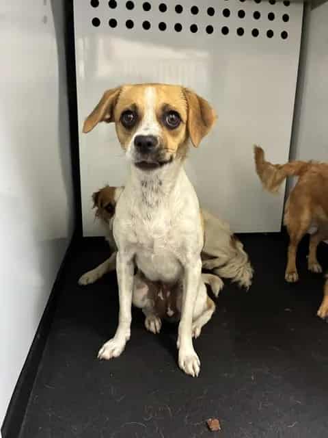 Photo of Fawn, adoptable Chihuahua - Smooth Coated and Parson (Jack) Russell Terrier in San José, California