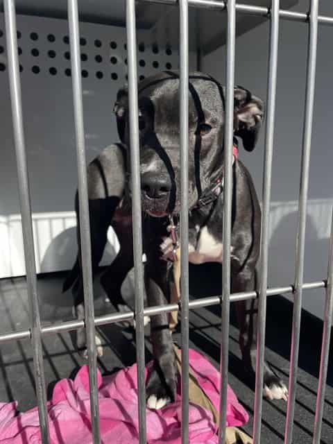 Photo of Karma, adoptable Pit Bull Terrier in San José, California