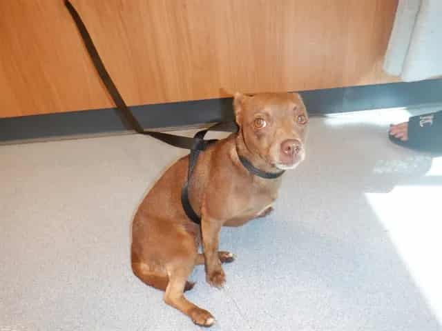 Photo of Aquarium, adoptable Chihuahua - Smooth Coated in San José, California