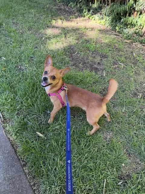 Photo of Senior Chihuahua - Smooth Coated mix, adoptable Chihuahua - Smooth Coated mix in San José, California