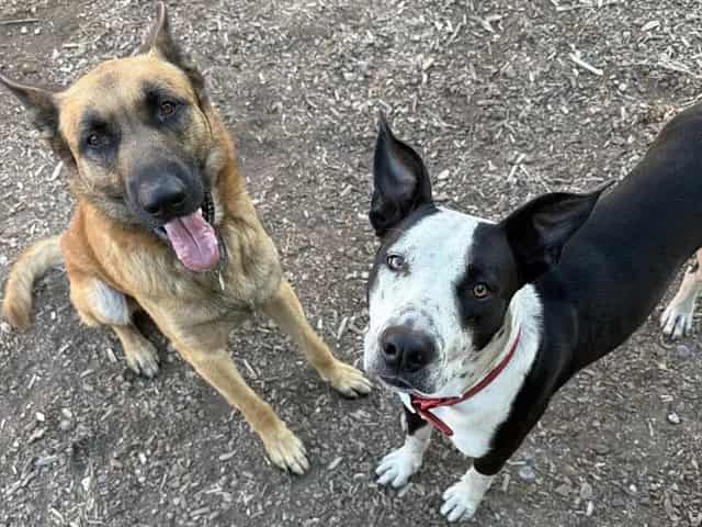 Photo of Senior German Shepherd Dog, adoptable German Shepherd Dog in San José, California