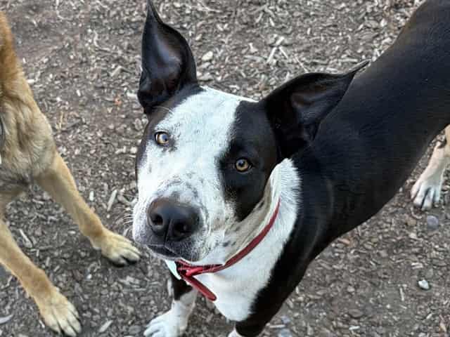 Photo of Senior Pit Bull Terrier mix, adoptable Pit Bull Terrier mix in San José, California