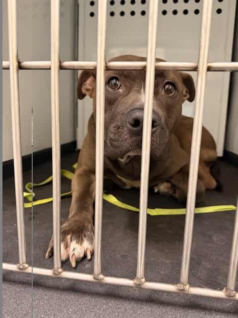 Photo of Chuko, adoptable Pit Bull Terrier in San José, California