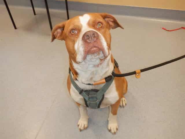 Photo of Sharky, adoptable Pit Bull Terrier in San José, California
