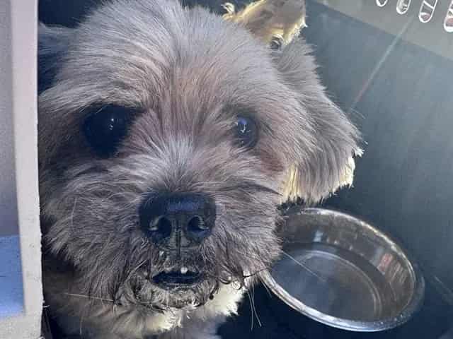 Photo of Senior West Highland White Terrier, adoptable West Highland White Terrier in San José, California