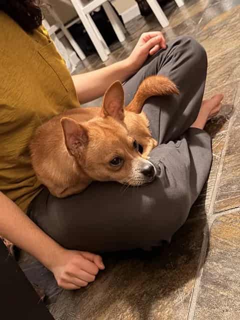 Photo of Senior Chihuahua - Smooth Coated, adoptable Chihuahua - Smooth Coated in San José, California