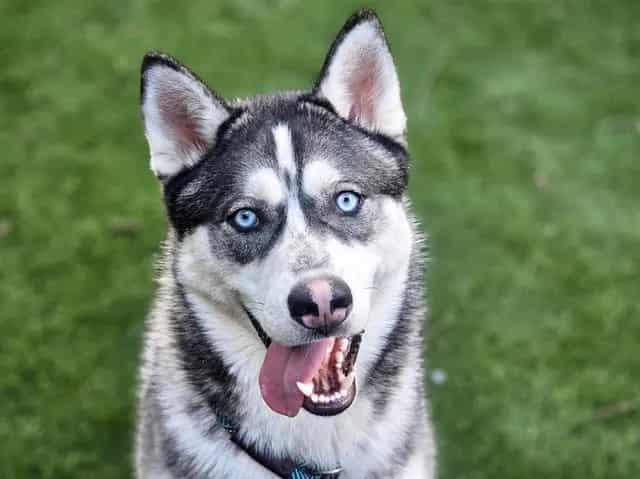Photo of Rae, adoptable Siberian Husky in San José, California