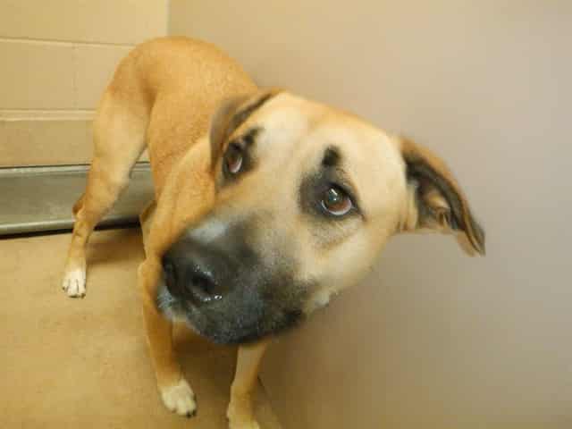 Photo of Simpson, adoptable German Shepherd Dog and Pit Bull Terrier in San José, California