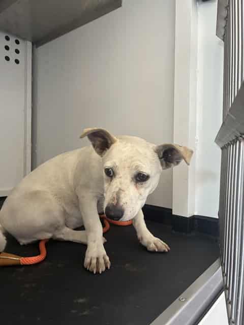 Photo of Senior Chihuahua - Smooth Coated mix, adoptable Chihuahua - Smooth Coated mix in San José, California