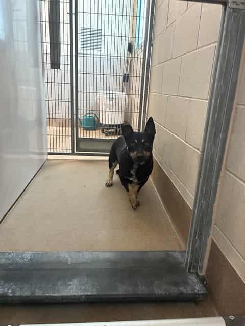 Photo of Senior Chihuahua - Smooth Coated mix, adoptable Chihuahua - Smooth Coated mix in San José, California