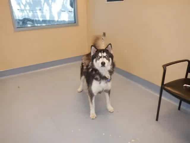 Photo of Disney, adoptable Siberian Husky in San José, California
