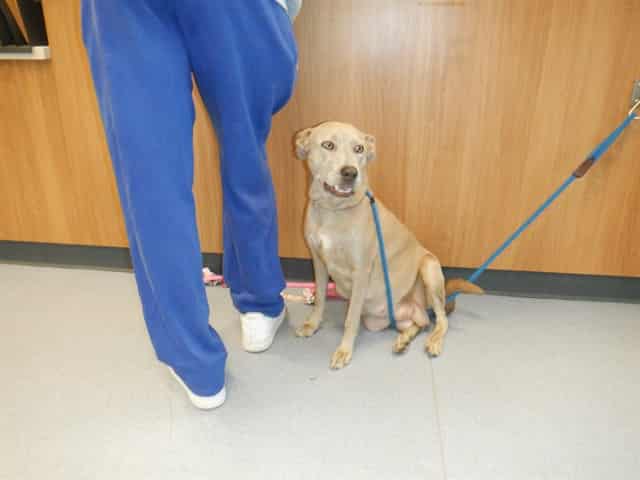 Photo of Tati, adoptable Labrador Retriever and Pit Bull Terrier in San José, California
