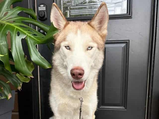 Photo of Senior Siberian Husky, adoptable Siberian Husky in San José, California