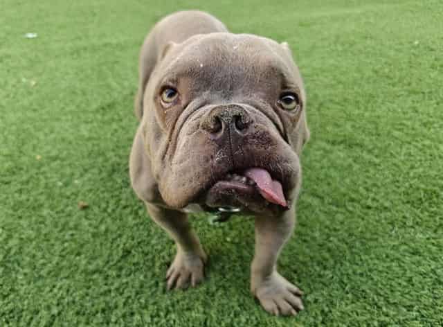 Photo of Casper, adoptable French Bulldog mix in San José, California