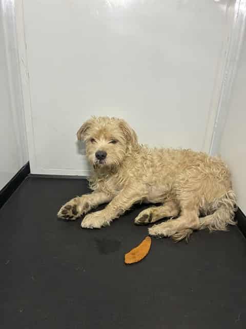 Photo of Simba, adoptable Maltese in San José, California