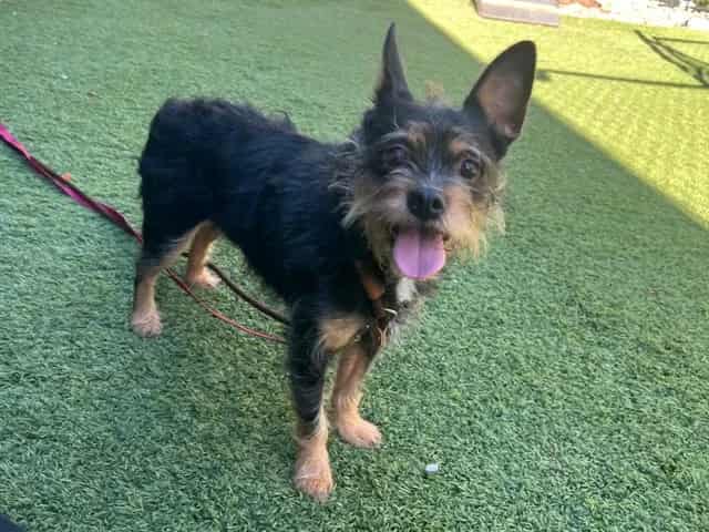 Photo of Agatha, adoptable Schnauzer - Miniature and Yorkshire Terrier in San José, California