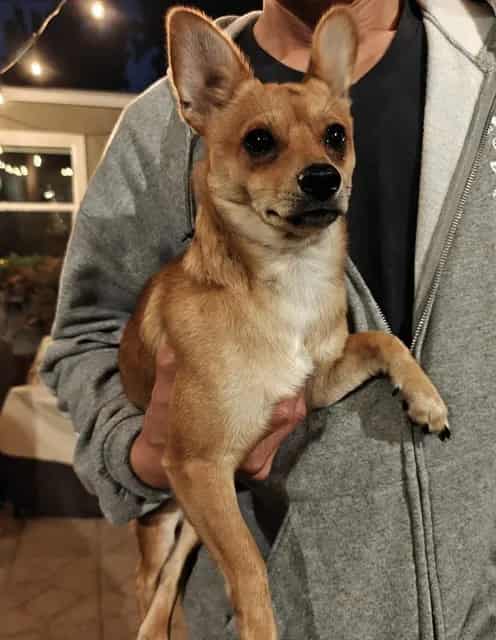 Photo of Senior Chihuahua - Smooth Coated mix, adoptable Chihuahua - Smooth Coated mix in San José, California