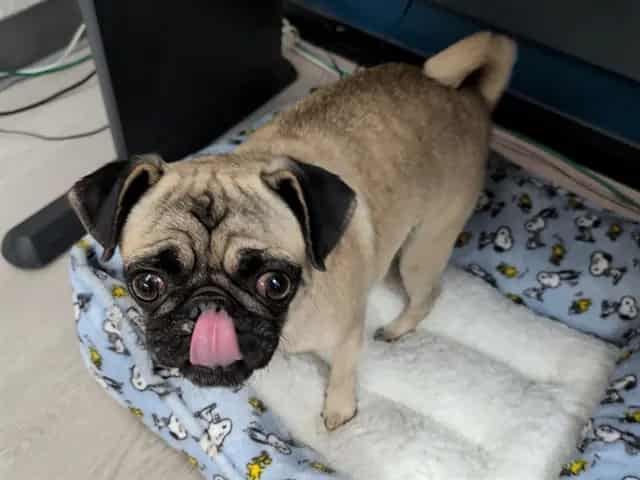 Photo of Senior Pug mix, adoptable Pug mix in San José, California
