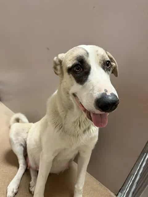 Photo of Noodle, adoptable Anatolian Shepherd and Great Pyrenees in San José, California