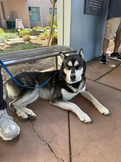 Photo of Senior Siberian Husky mix, adoptable Siberian Husky mix in San José, California