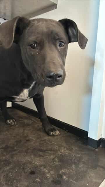 Photo of Senior Labrador Retriever mix, adoptable Labrador Retriever mix in San José, California
