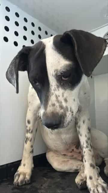 Photo of Senior Australian Cattle Dog, adoptable Australian Cattle Dog in San José, California